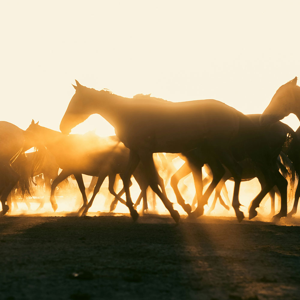 horses-running